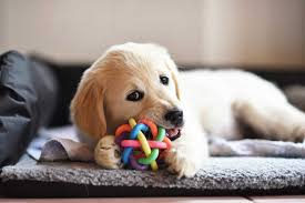 Pet Toys Gadgets